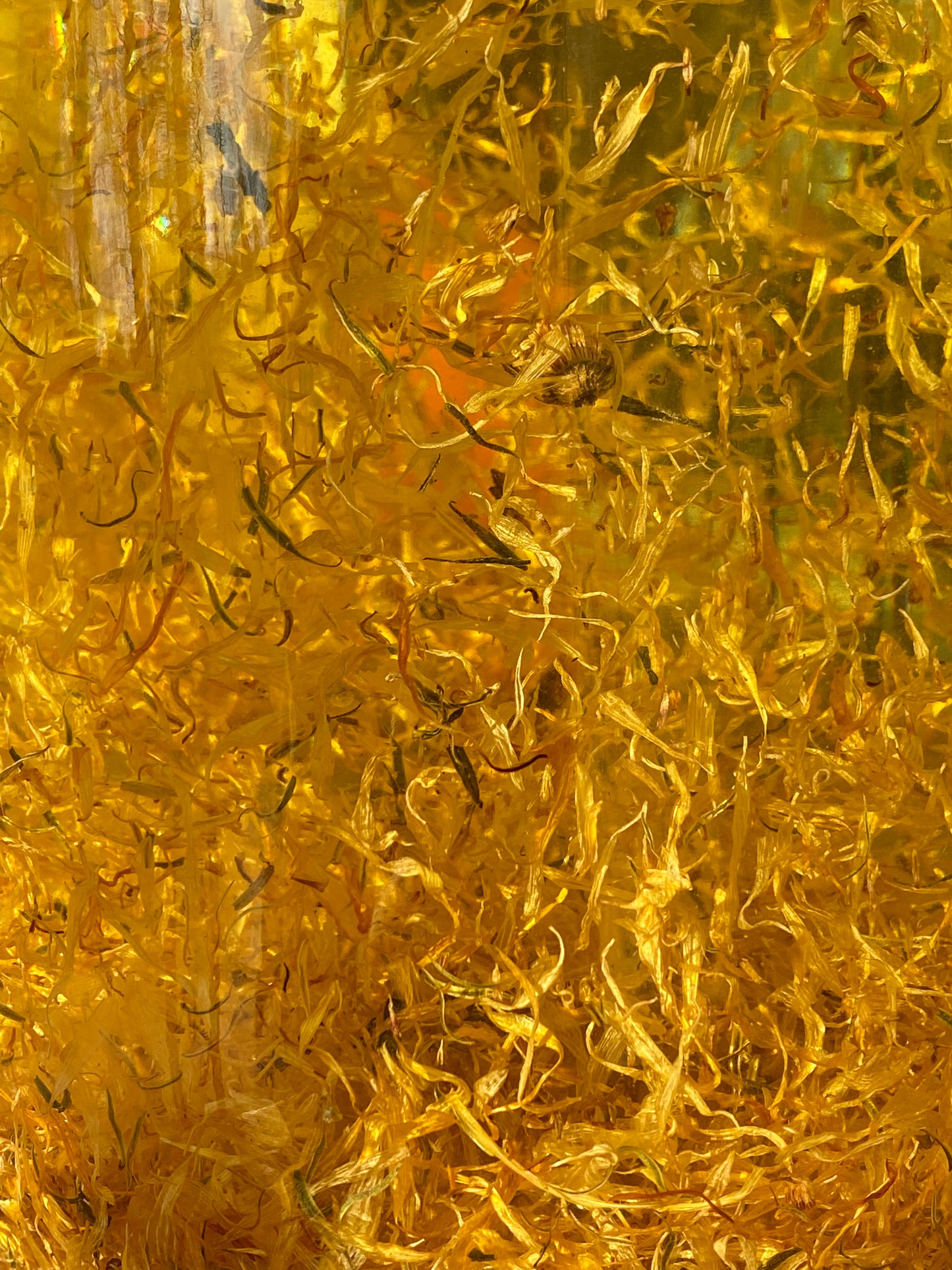 Calendula Infused Oil